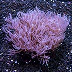 Staghorn Hermit Crab 